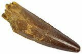 Fossil Spinosaurus Tooth - Real Dinosaur Tooth #346819-1